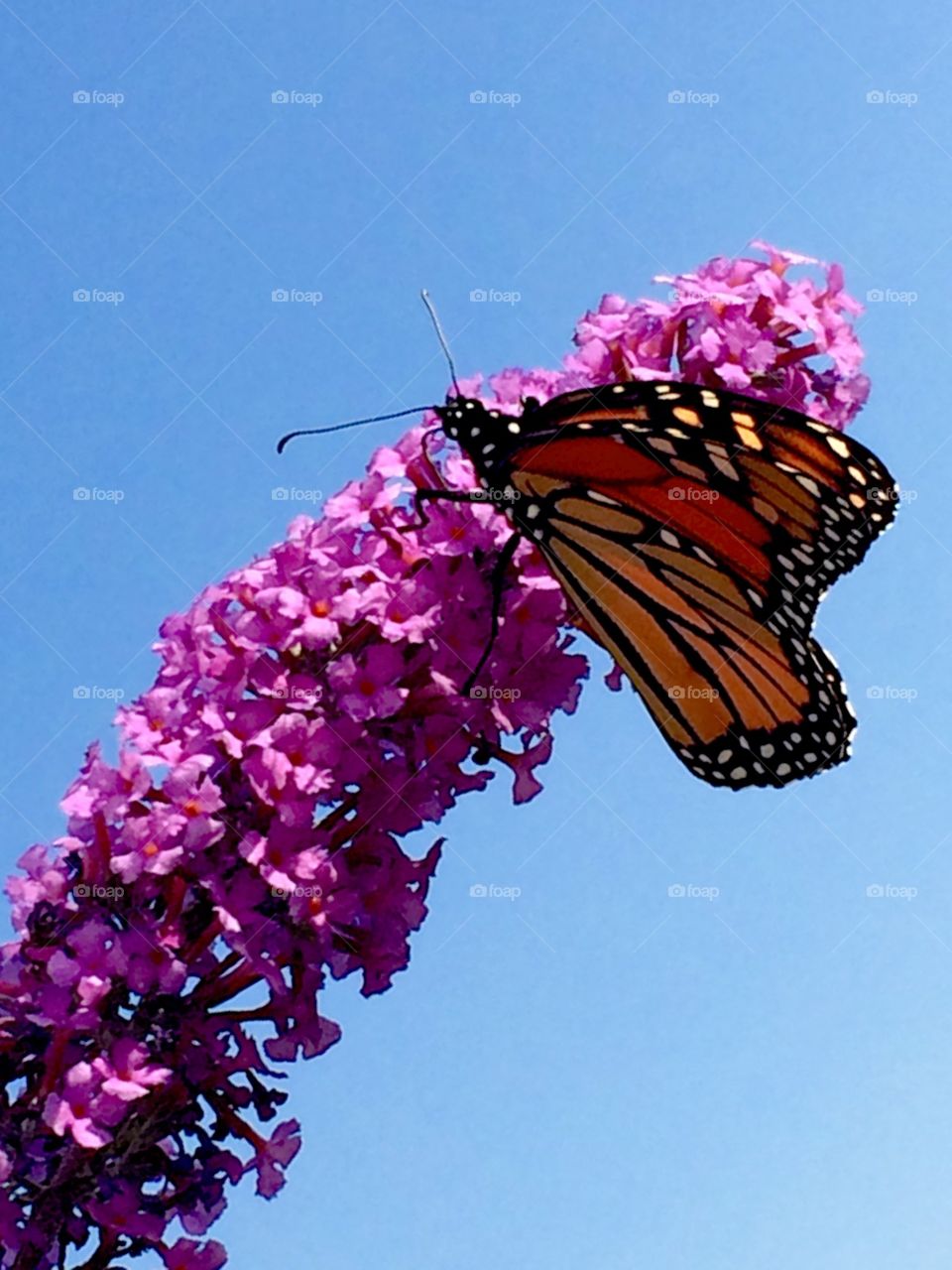 Butterfly on pink flower