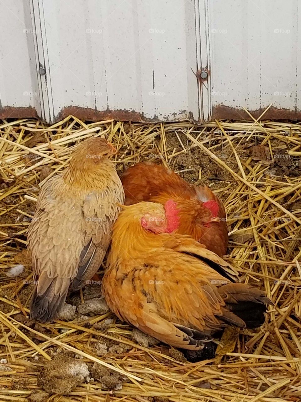 three chickens lying in the straw,  sleeping chickens on the farm