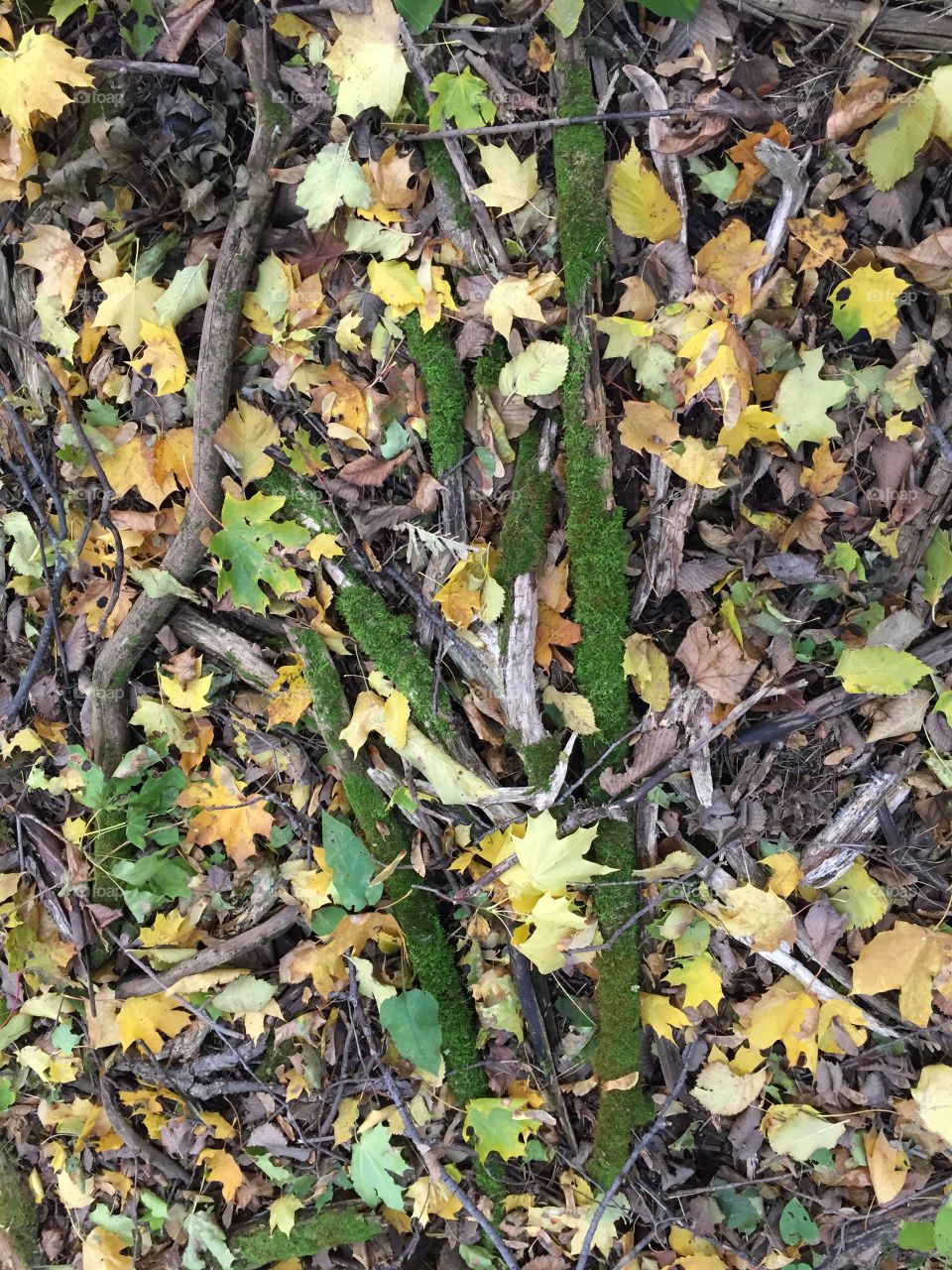 under the feet on the ground autumn leaves and branches