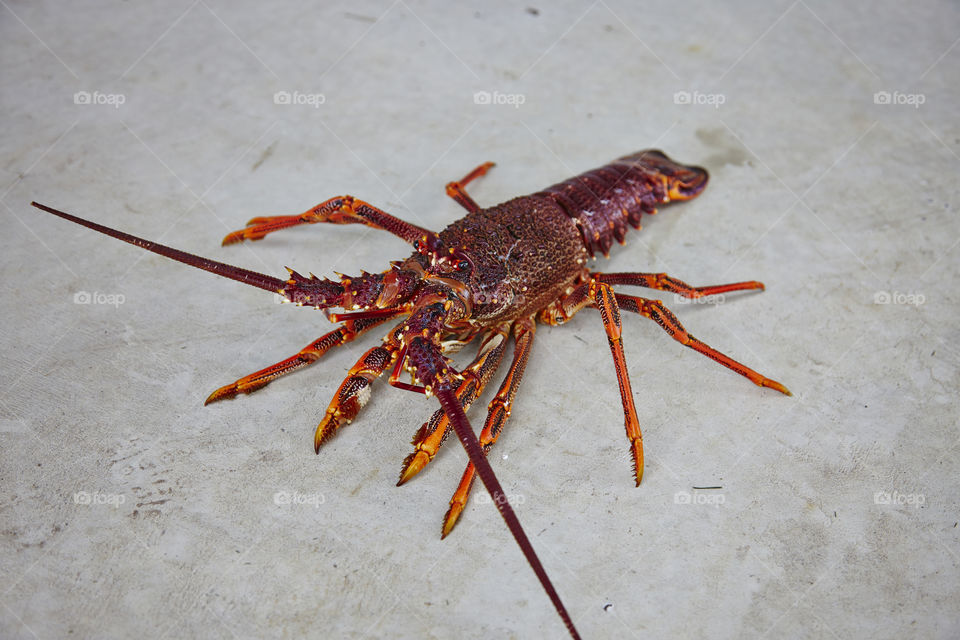 lobster. big lobster that i got in australia.