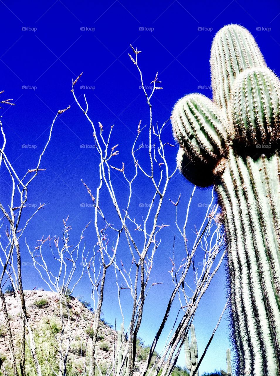 Cactus close up