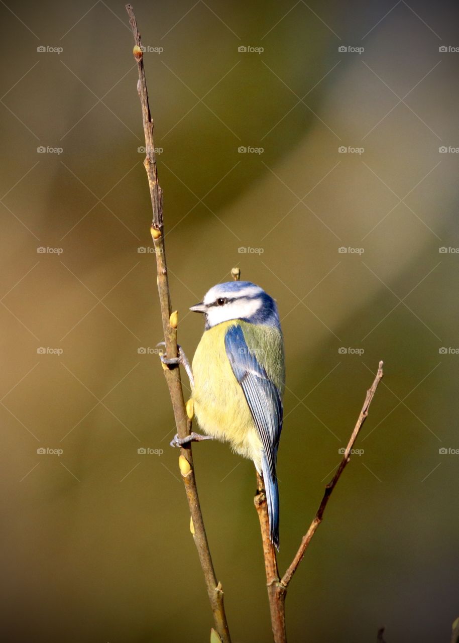 Blue tit 