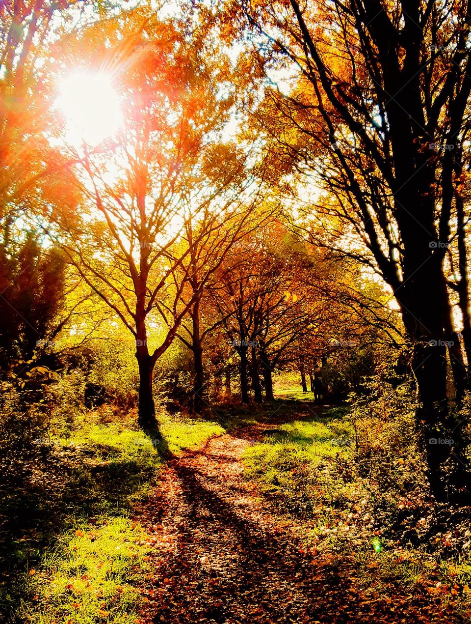 Footpath in Autumn with bright shafts of sunlight through russet leaves and contrasting dark shadows