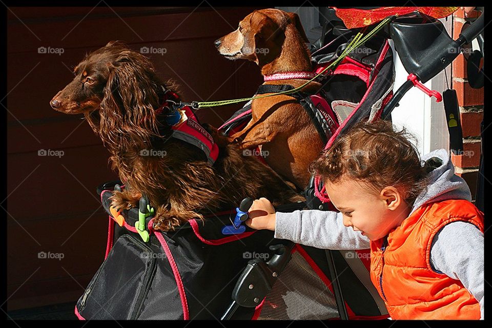 Boy walking Dogs (or vice versa)