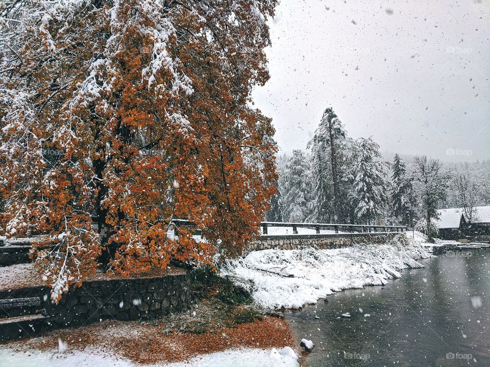 View of snowfall over the lake Bohinj and snow-covered Christmas trees in winter