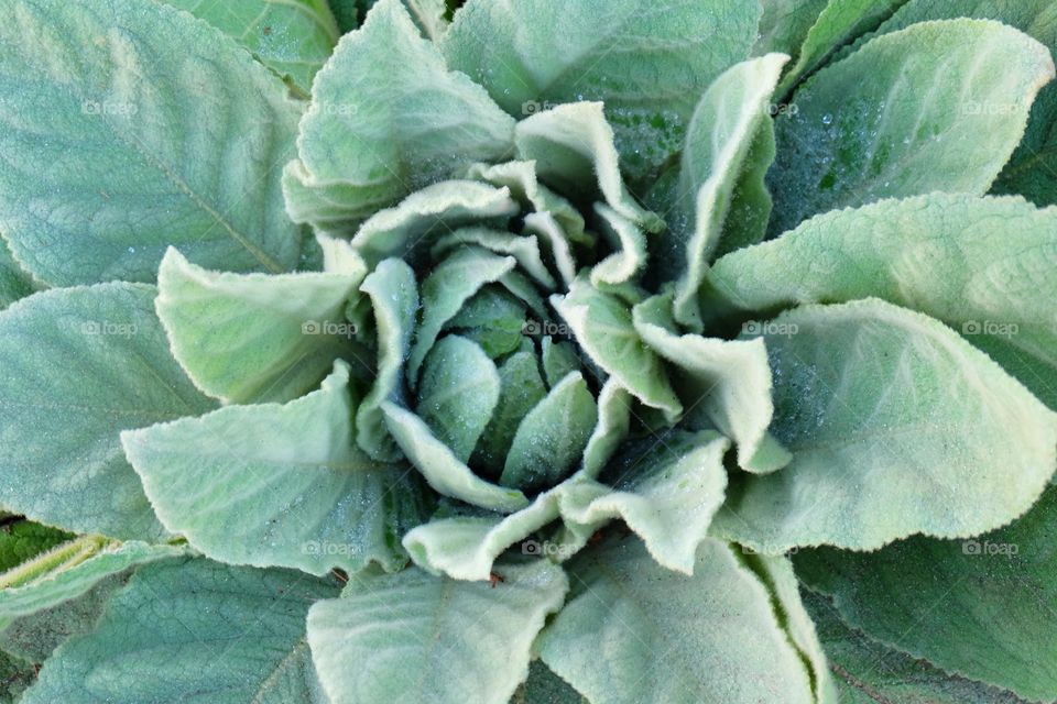 Close-up of a frozen leaves