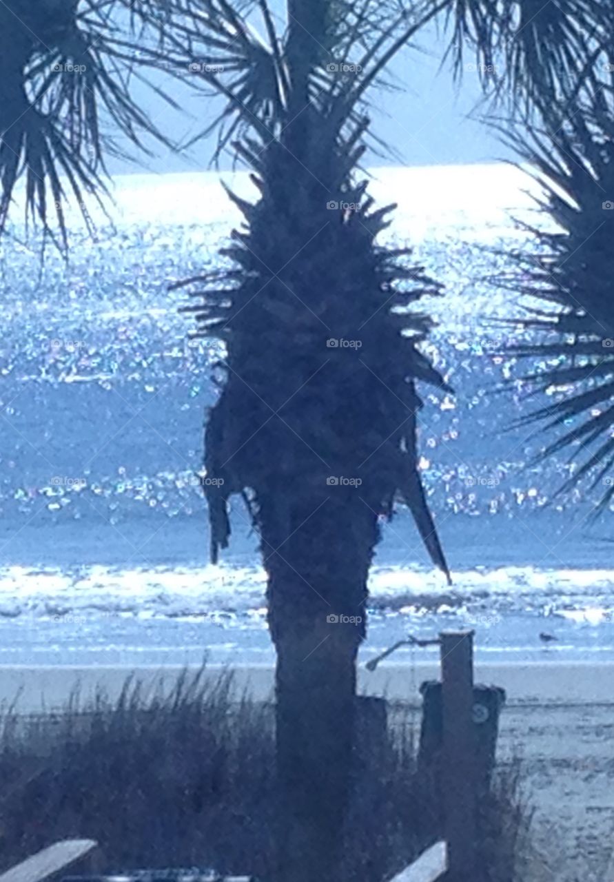 Palm tree on beach