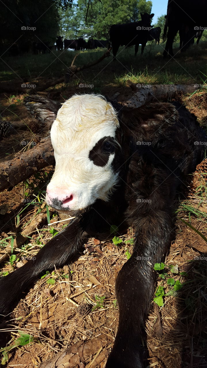 Calf 1