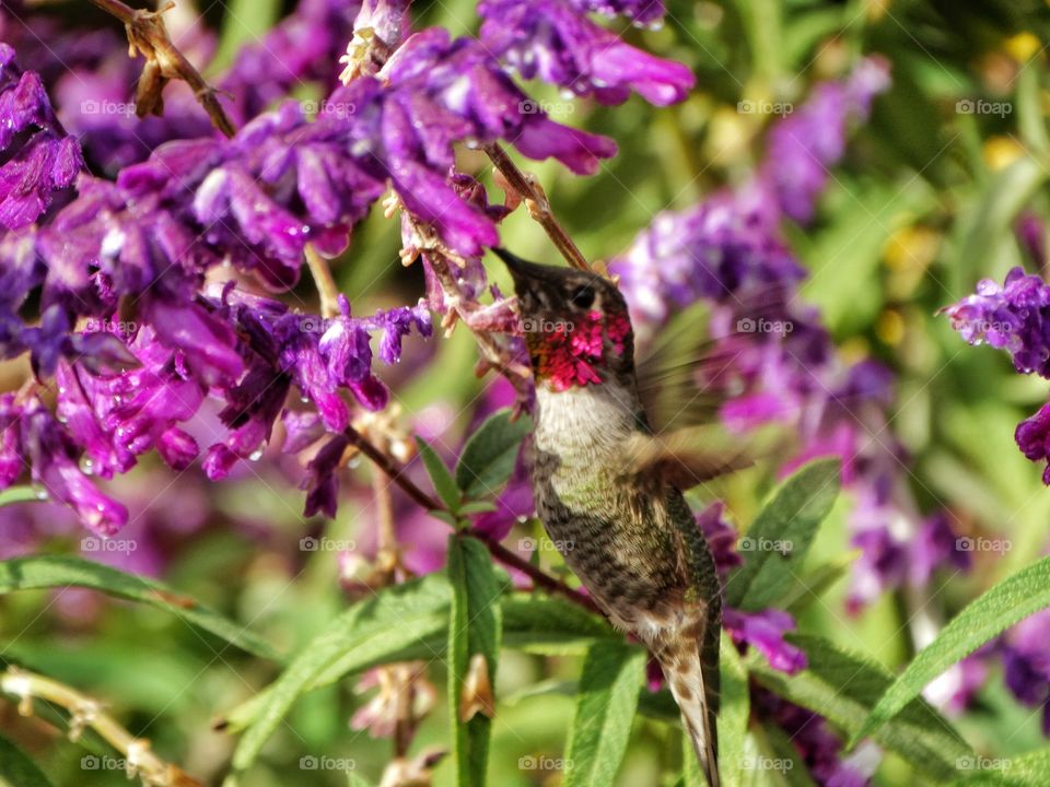 Hummingbird Pollinating A Purple Flower