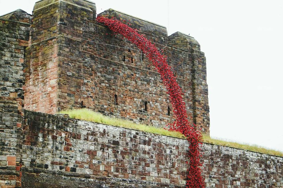 weeping poppy display carlisle castle uk