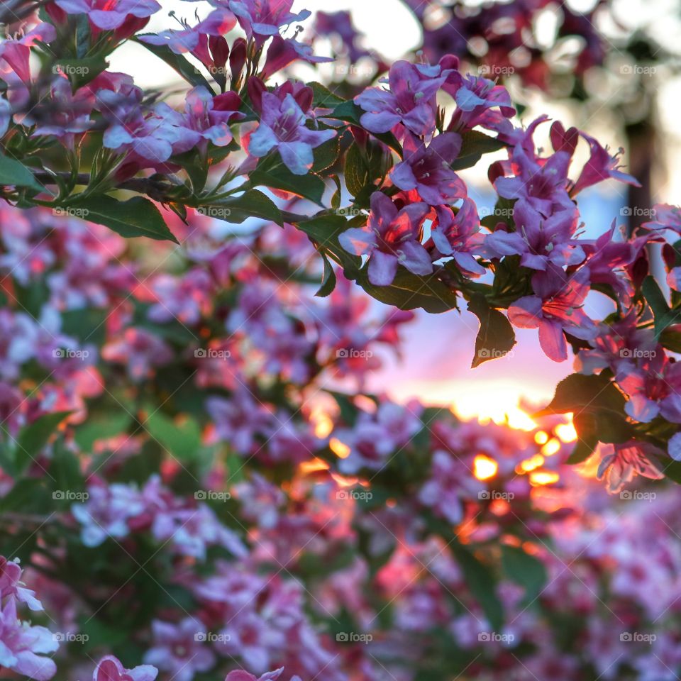 Close-up of azalea flowers