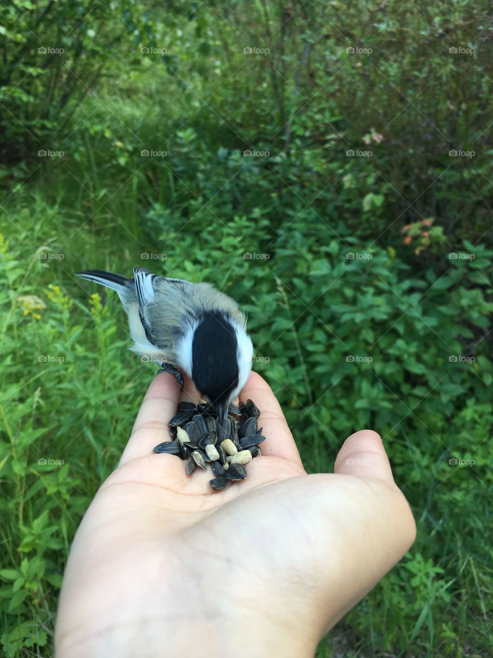 Chickadee 