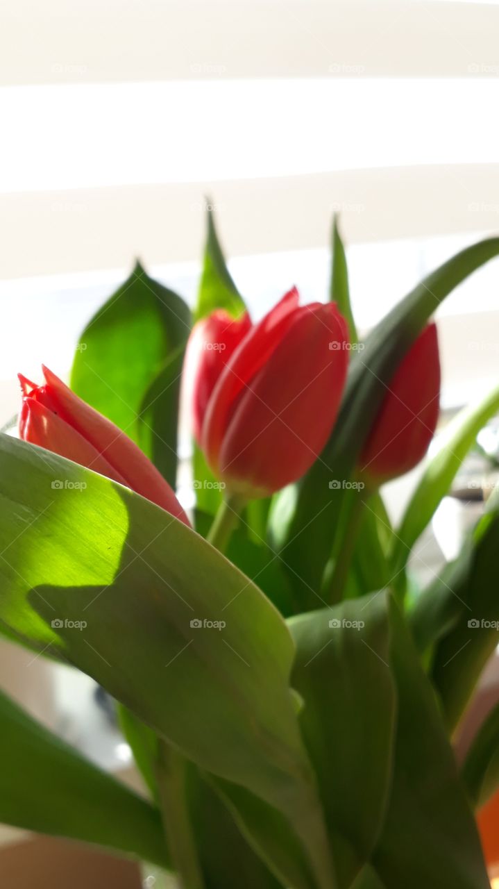 tulips