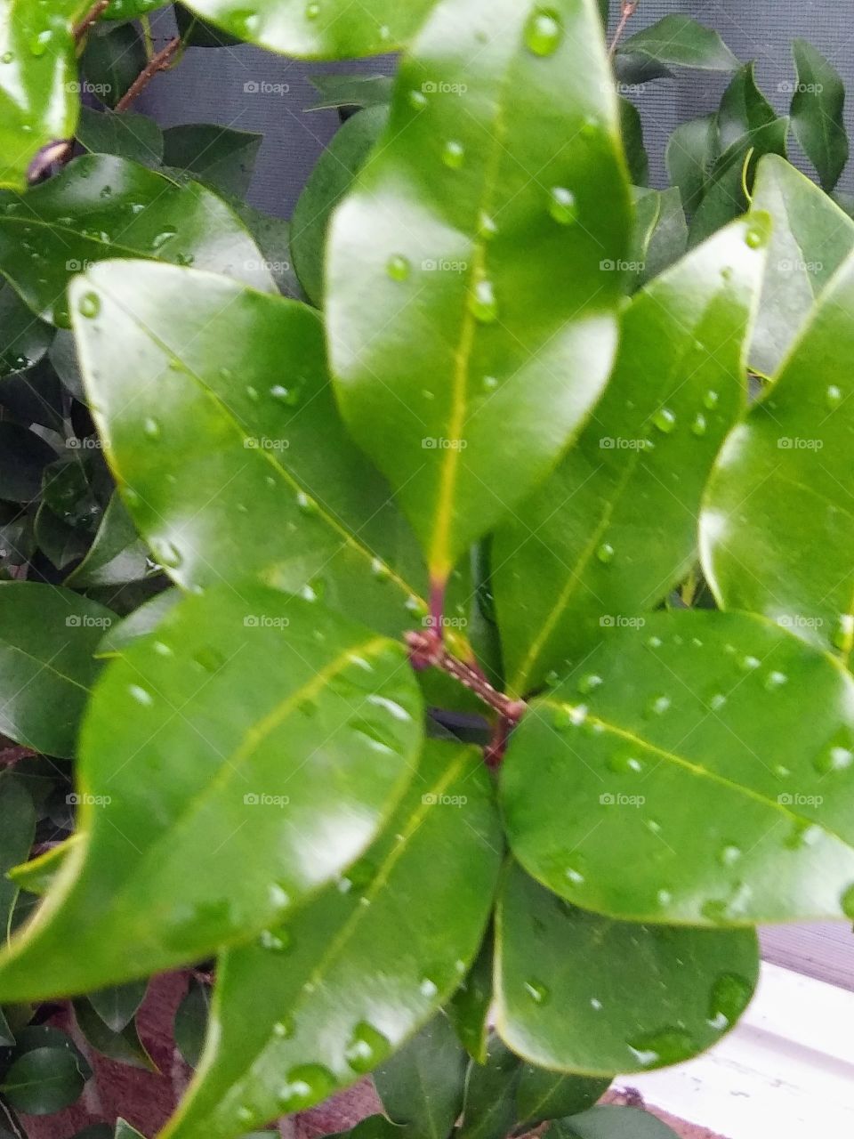 wet leaves of a shrub