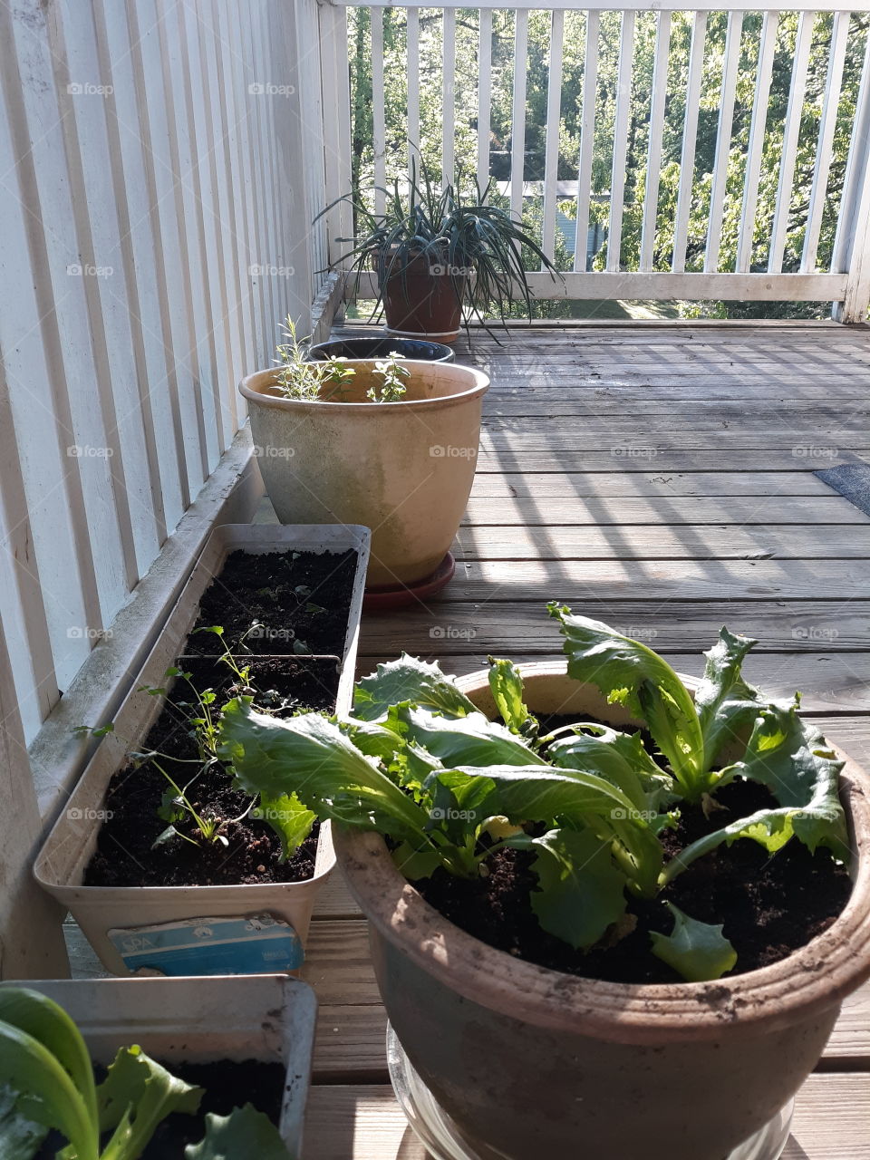 Patio Garden