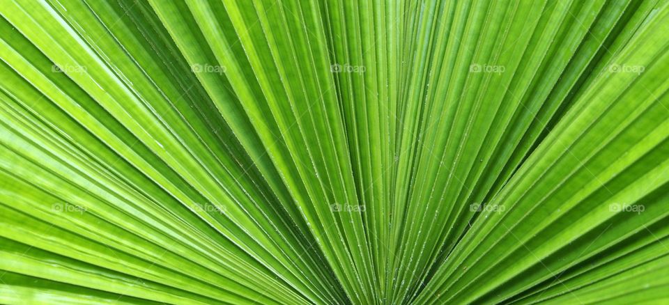 Full frame of green palm leaves