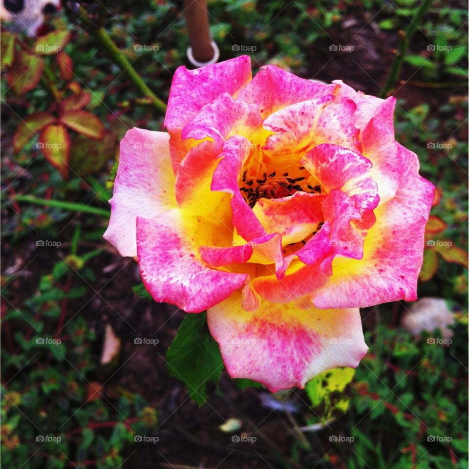 🌺Fim de #cooper!
Suado, cansado e feliz, alongando e curtindo a beleza das #flores. 
E essas pétalas tão coloridas do botão de rosa?