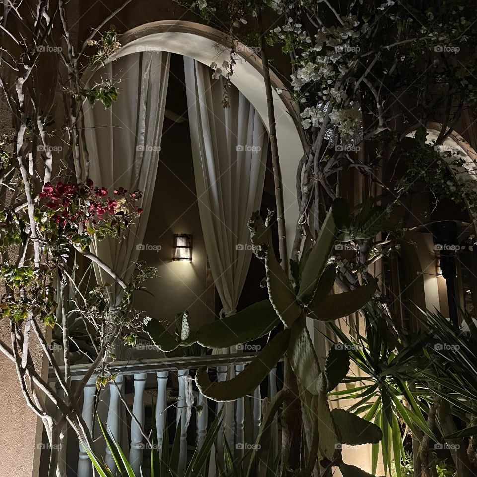 Plants in a night time