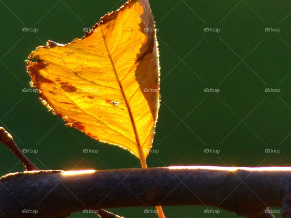 einzelnes Blatt am Ast