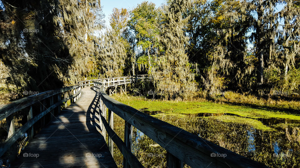 Wood, Nature, Tree, Landscape, Guidance