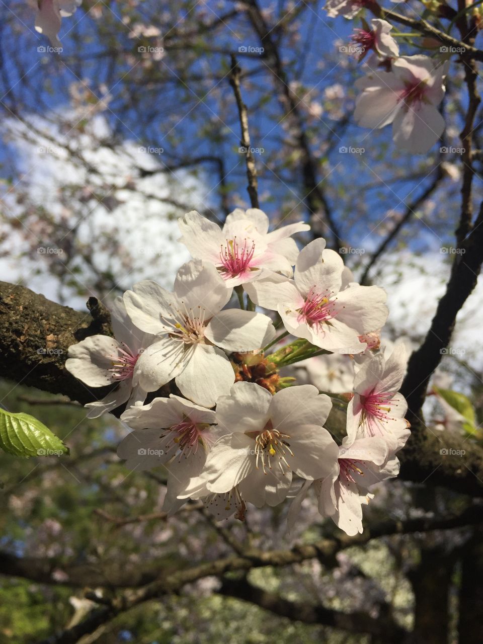 cherry blossom