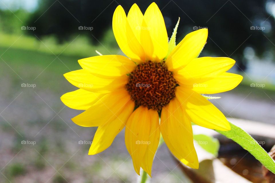 Bush sunflower 