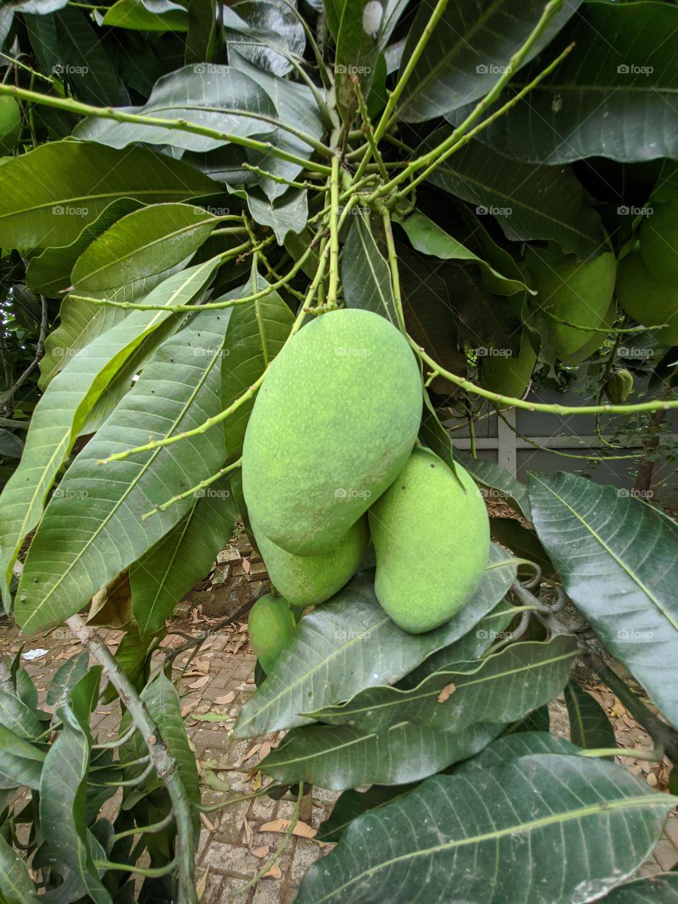 some young mangoes that are still unripe fresh green