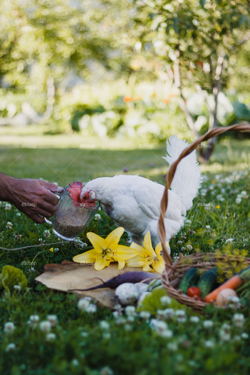 White hen is walking near the pottle with vegetables and eating corns from big glass given by a man out of a frame