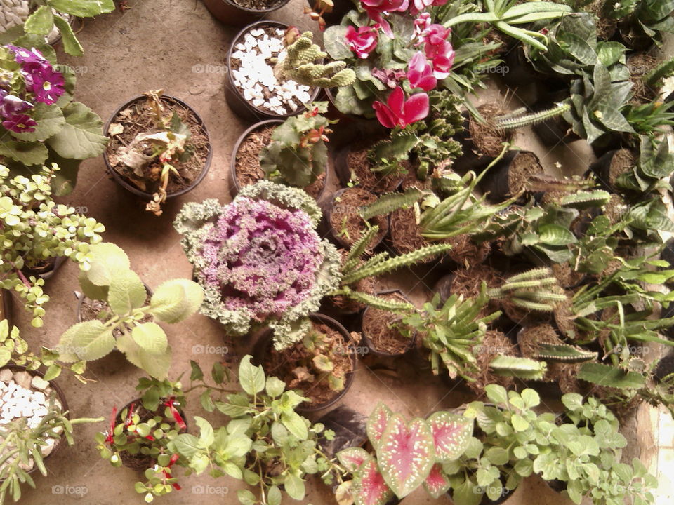 Nursery of tropical plants and cacti