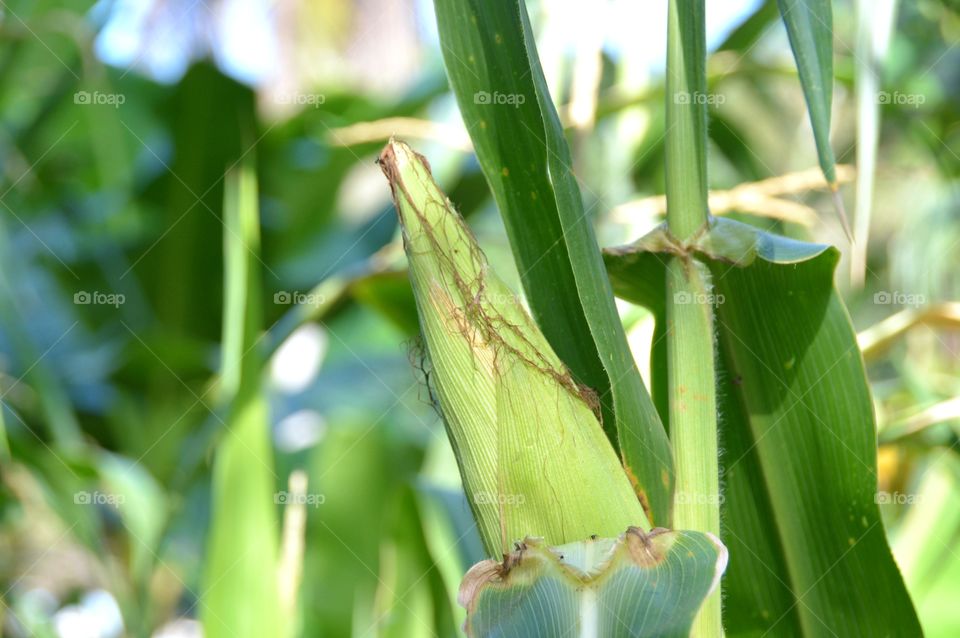 Corn on plant