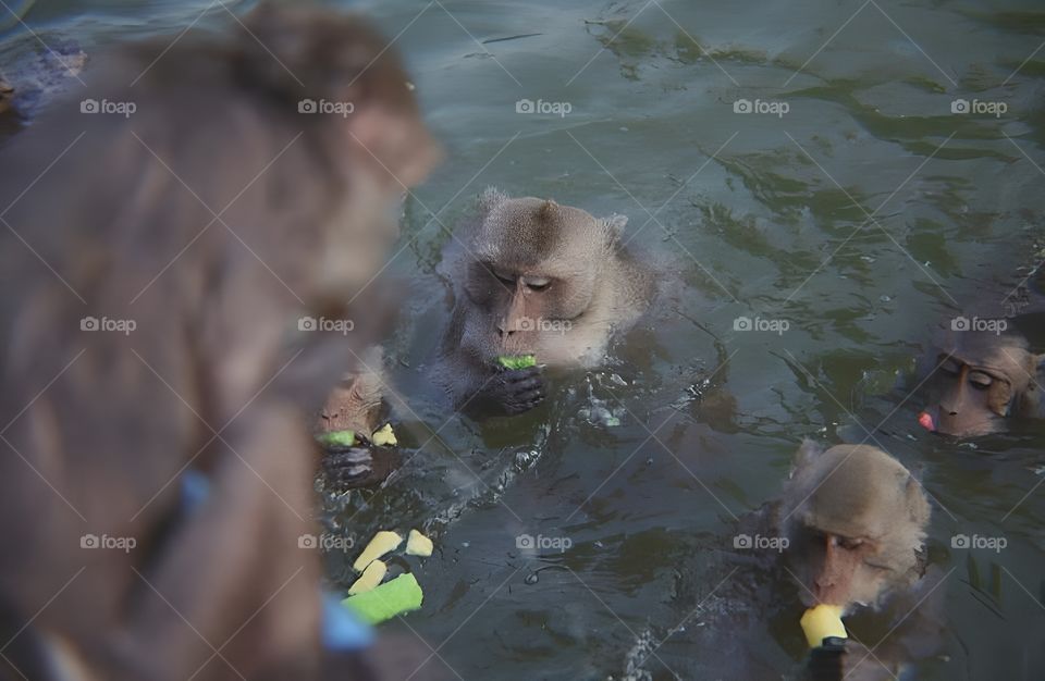 monkey play eat and swim