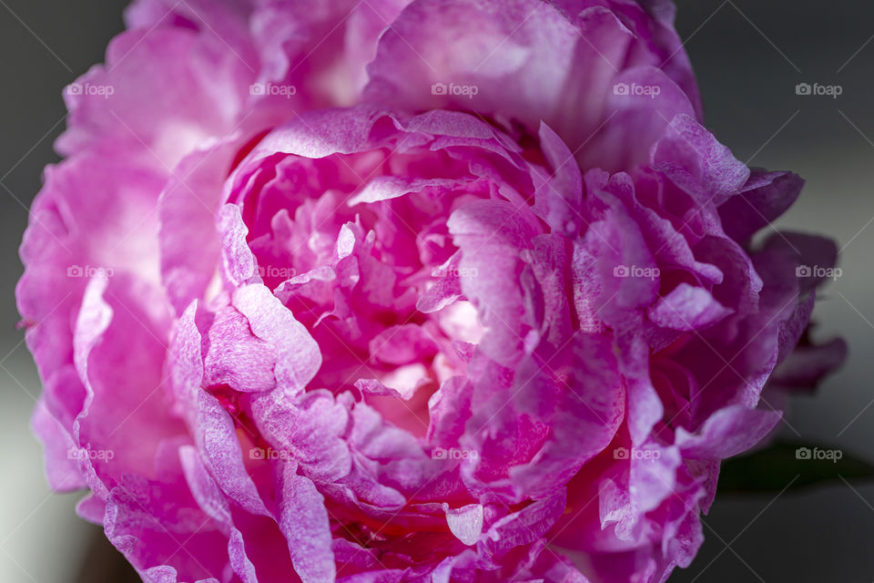 Pink peony in full bloom, closeup