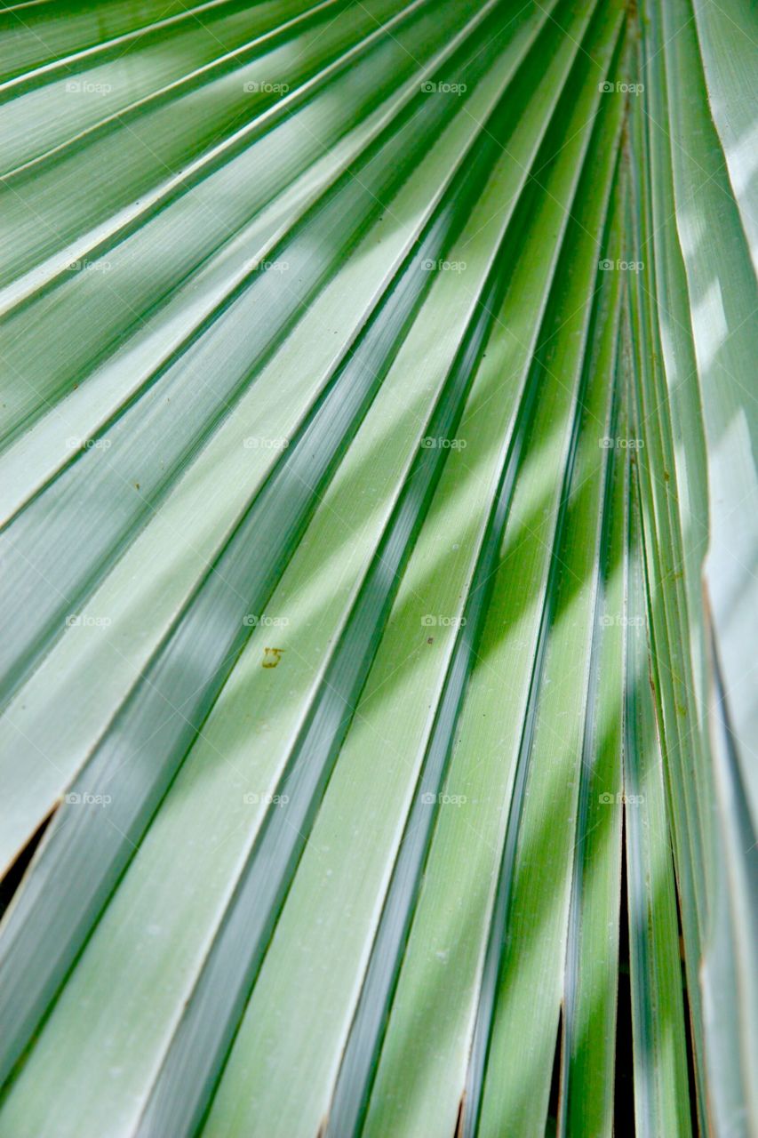 Palm leaves 