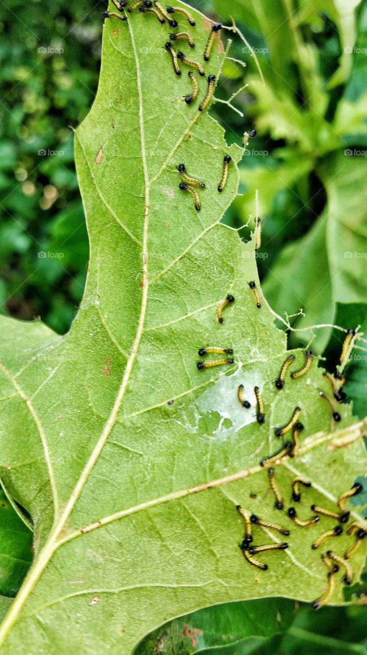 little baby caterpillar worms eating a leaf