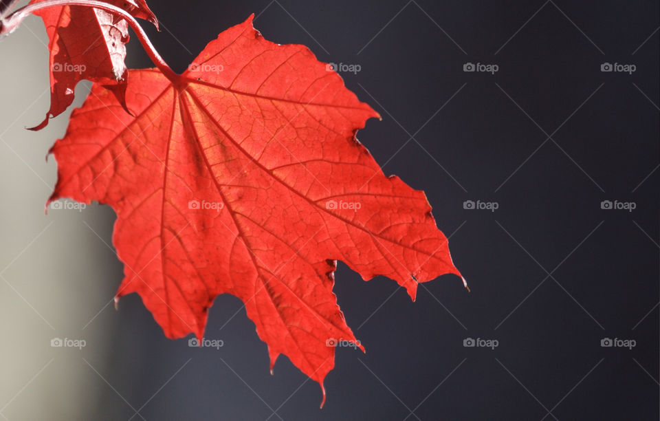 Red maple leaf. 