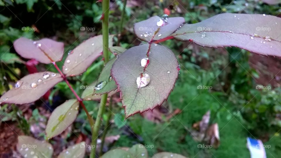 rose leaves with rain drops