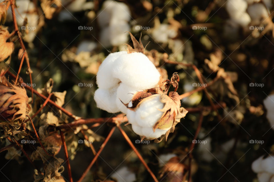 Cotton