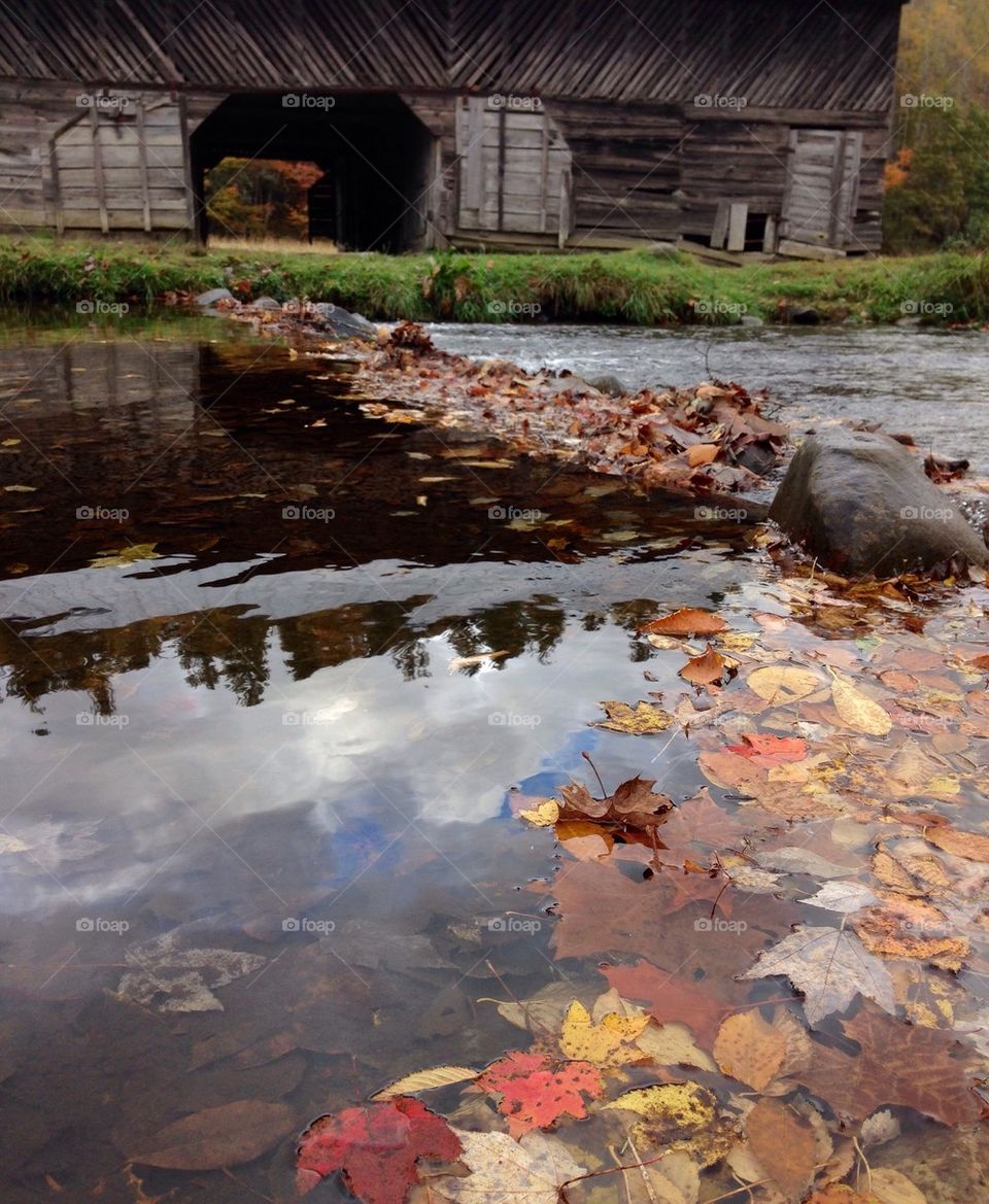 Fall Leaves on the Farm