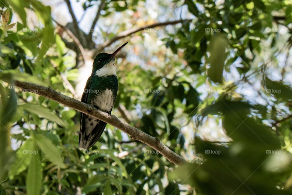 Nombre: Colibrí Canario. Un hermoso espécimen de Picaflor posando elegantemente para su retrato. Entre hojas verdes y amarlas, un tarde de sol en el balneario Las Vegas de Canelones, Uruguay.