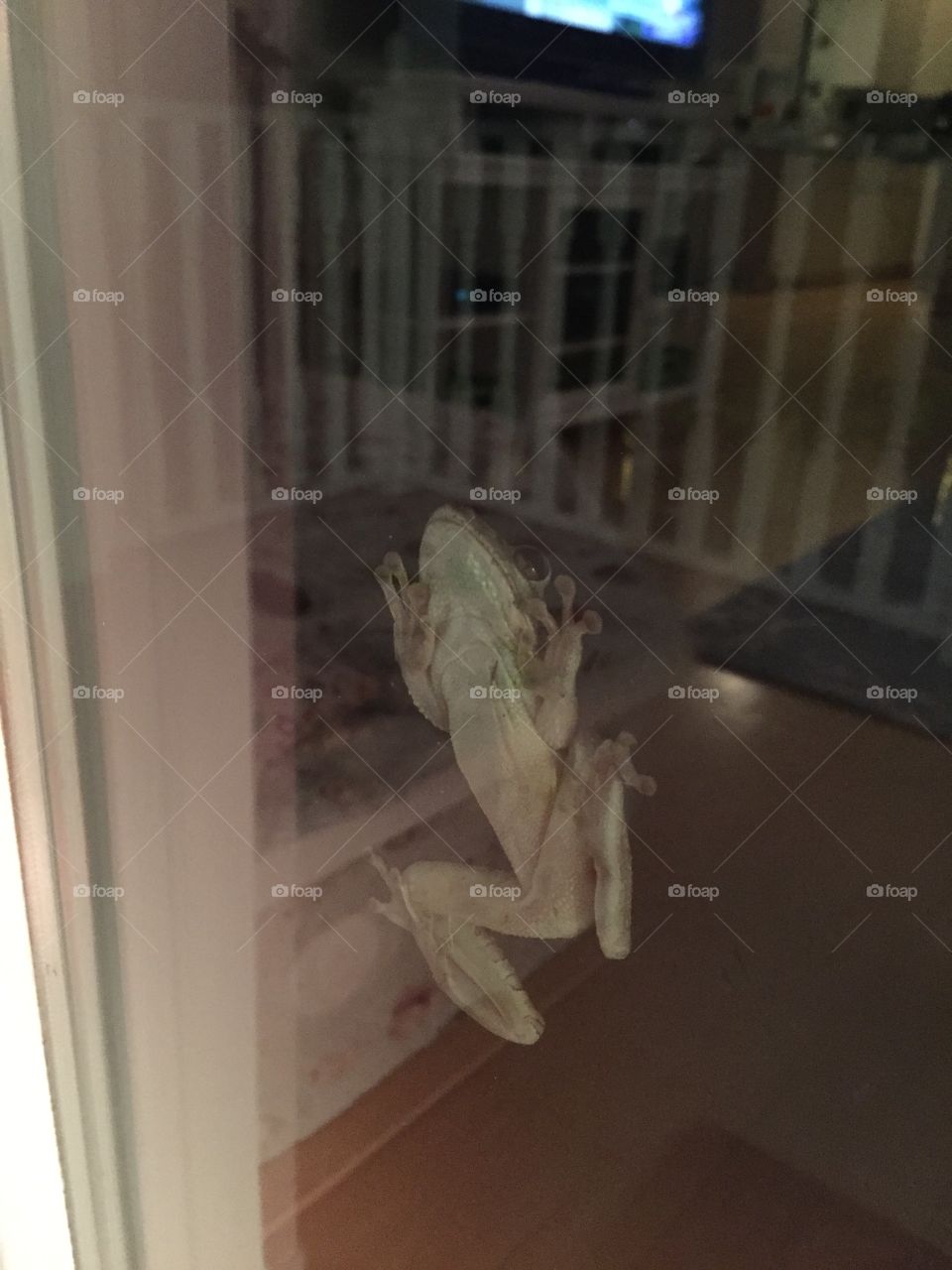 Frog. On the window