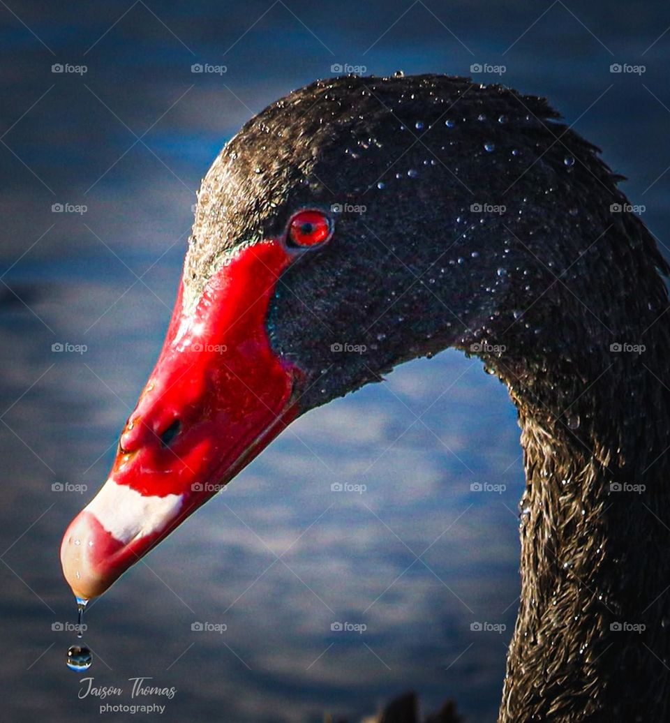 Black Swan