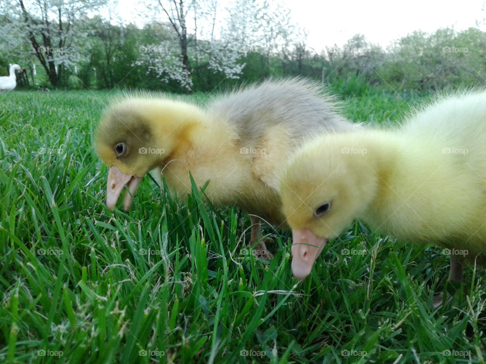 Best friends forever#BFF#Cute hungry goslings are having a lunch break.Bit bigger grass is taller than they are,soo cute!!;;