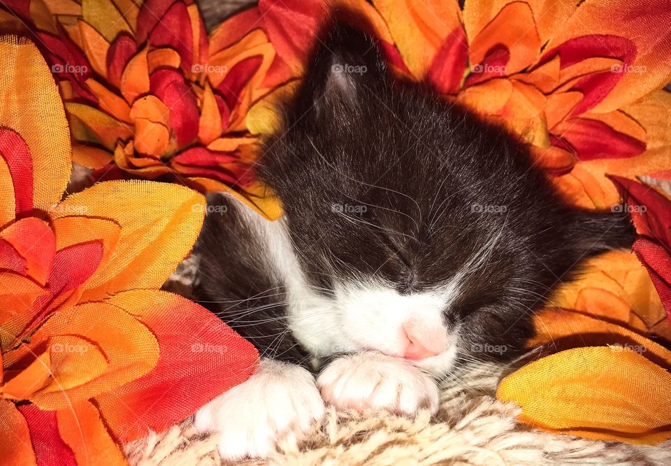 Cute kitten sleeping 
