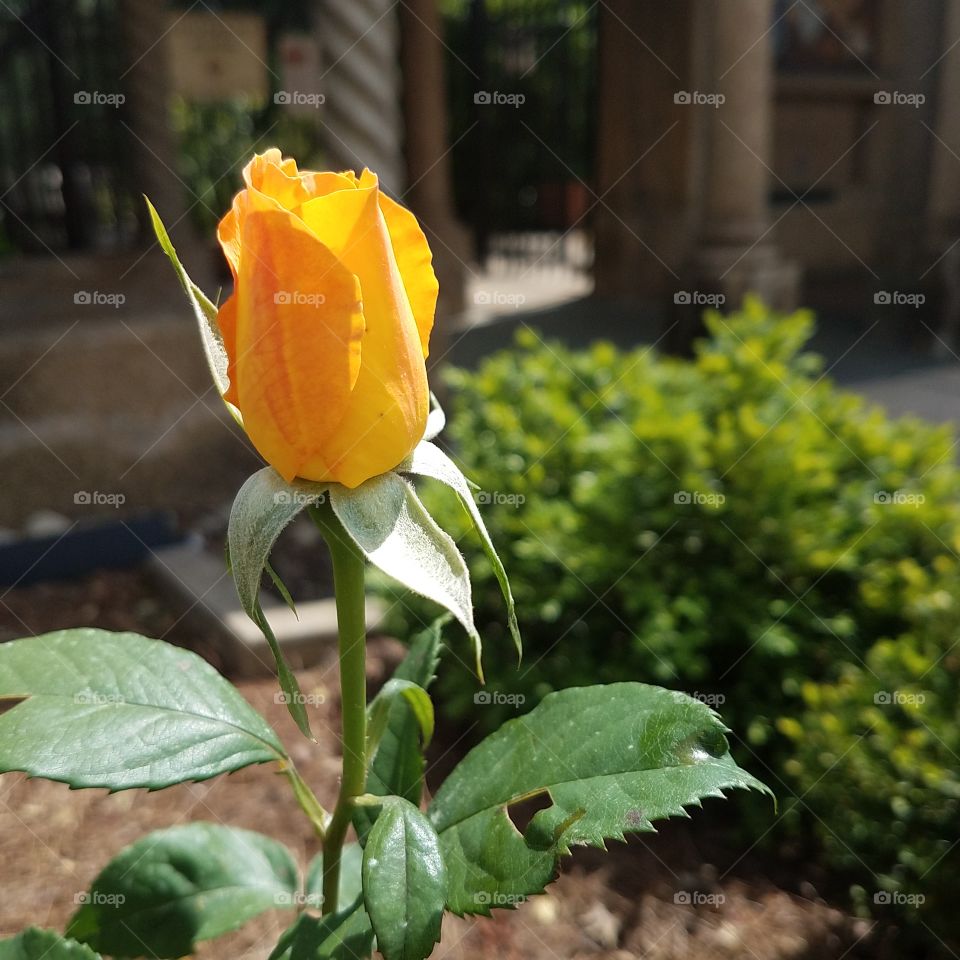 yellow rose bud in bloom