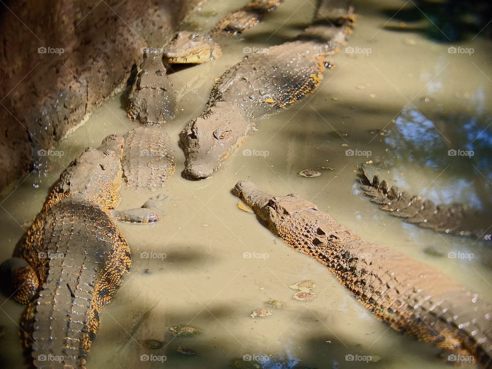 Crocodile bathing mud