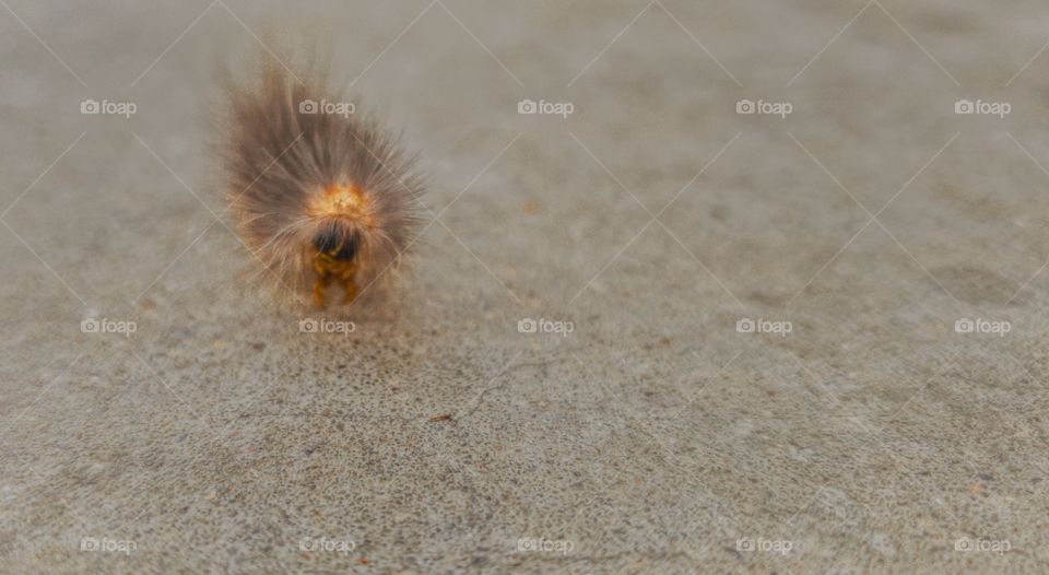 hairy catepillar on a warm spring day