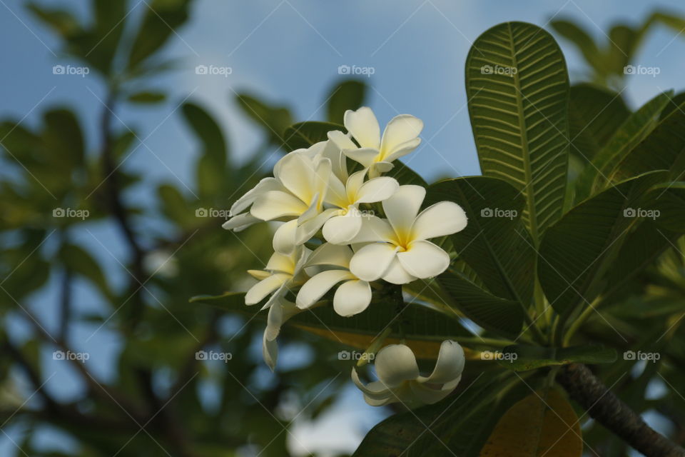 Plumeria 