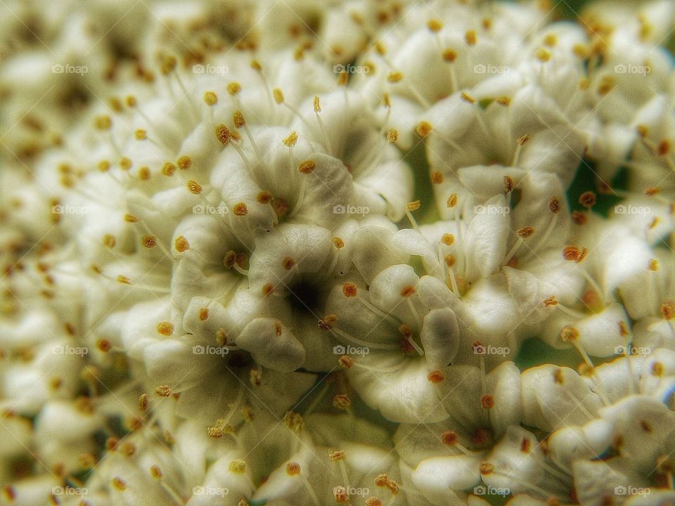 Closeup flower