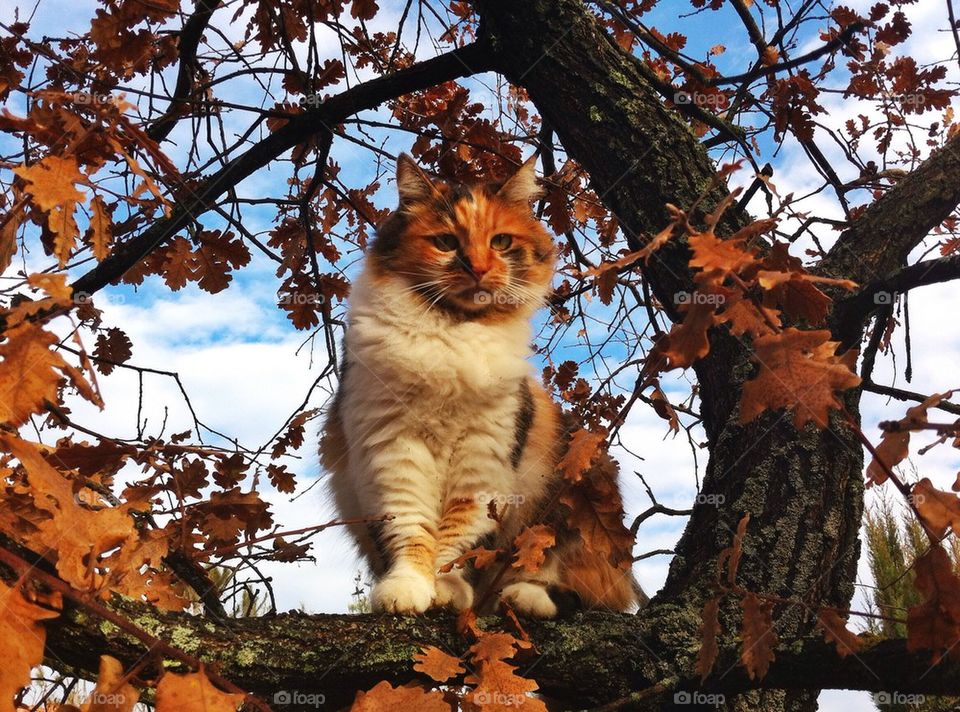 Cat on Tree 2