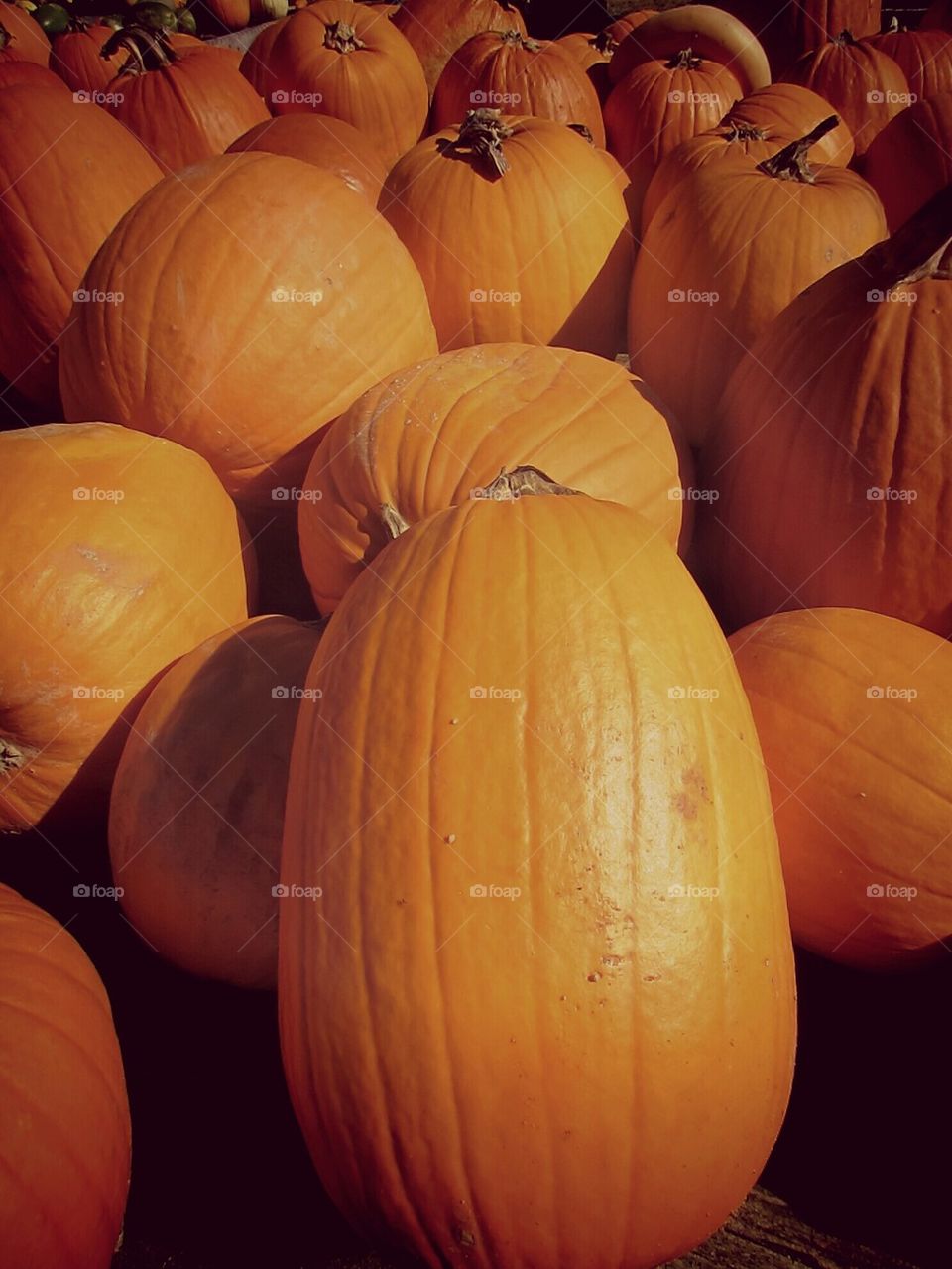 pumpkins 